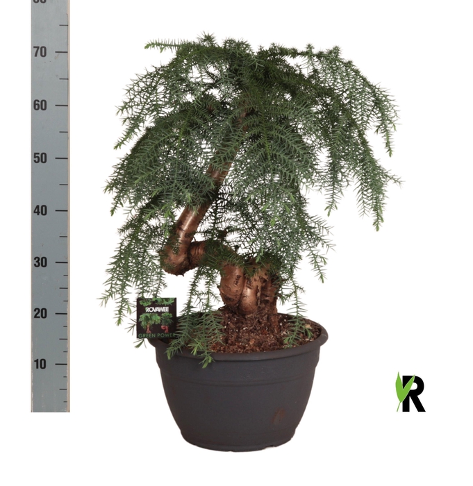 <h4>ARAU OV</h4>