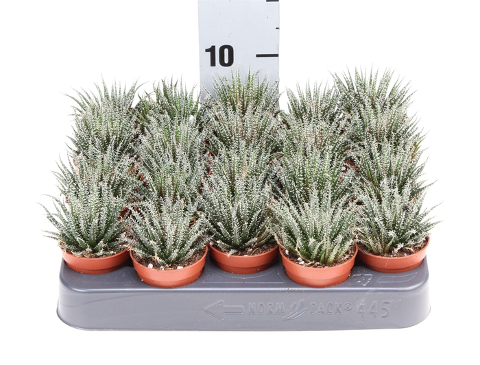 <h4>Haworthia ...</h4>