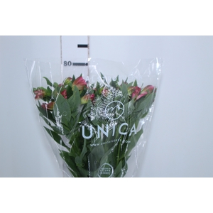 ALSTROEMERIA LIVORNO 080 CM