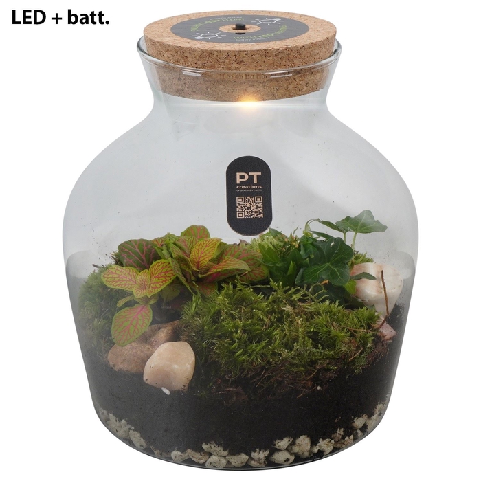<h4>Arr.   Kamerplant Groen H%</h4>