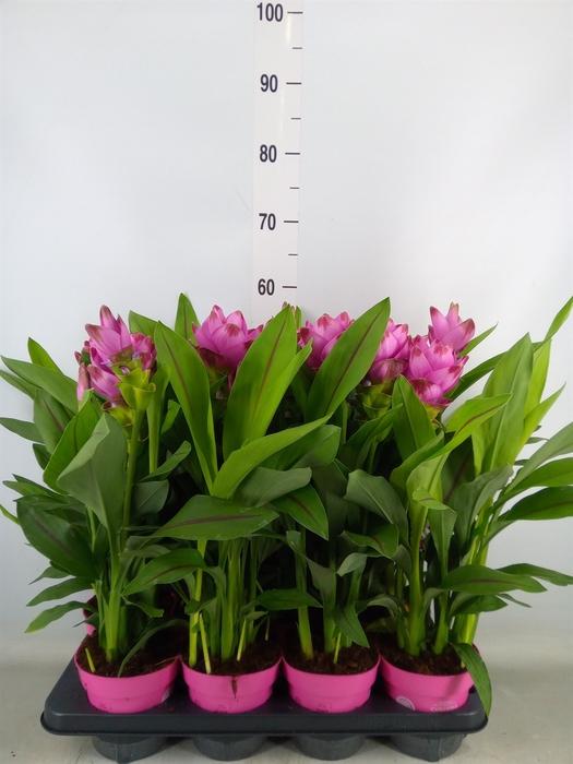 <h4>Curcuma alism. 'Siam Sanna'</h4>