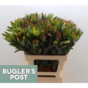 LEUCAD AYOBA AFR SKY