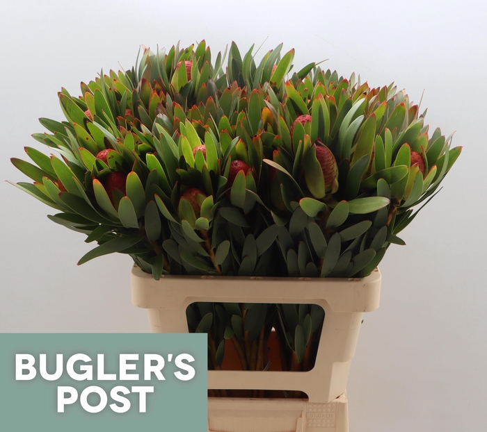 <h4>LEUCAD AYOBA AFR SKY</h4>