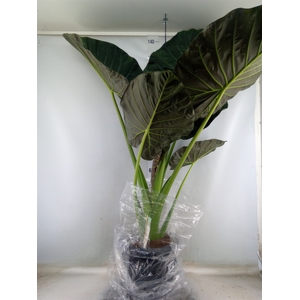 Alocasia  'Regal Shields'