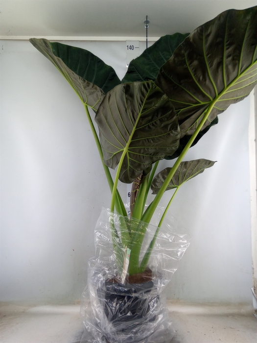 <h4>Alocasia  'Regal Shields'</h4>