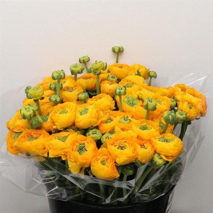 <h4>Ran Su Sr Pareo Dark Yellow Super</h4>