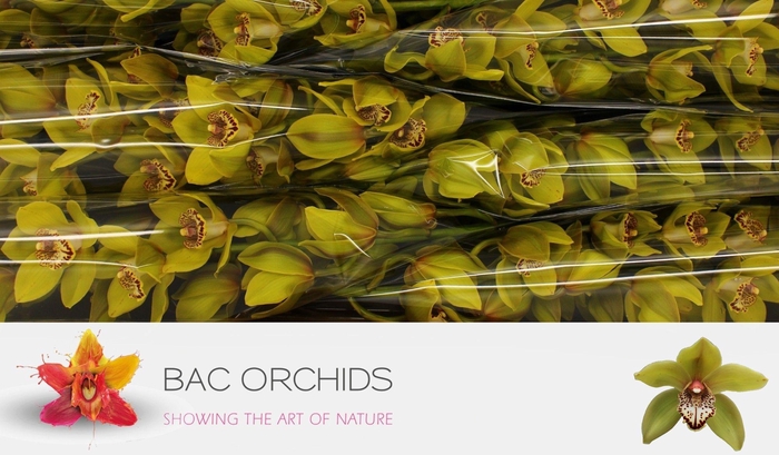 <h4>CYMB T POPEYE</h4>