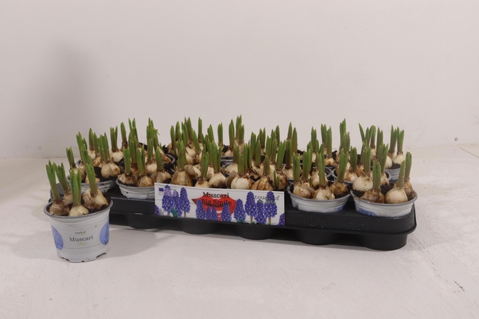 <h4>MUSCAR BIG SMILE</h4>