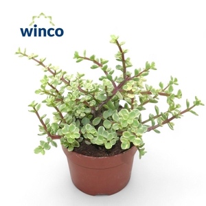 Crassula Afra Variegata