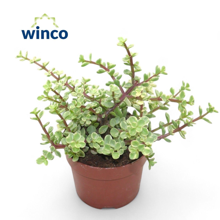 <h4>Crassula Afra Variegata</h4>