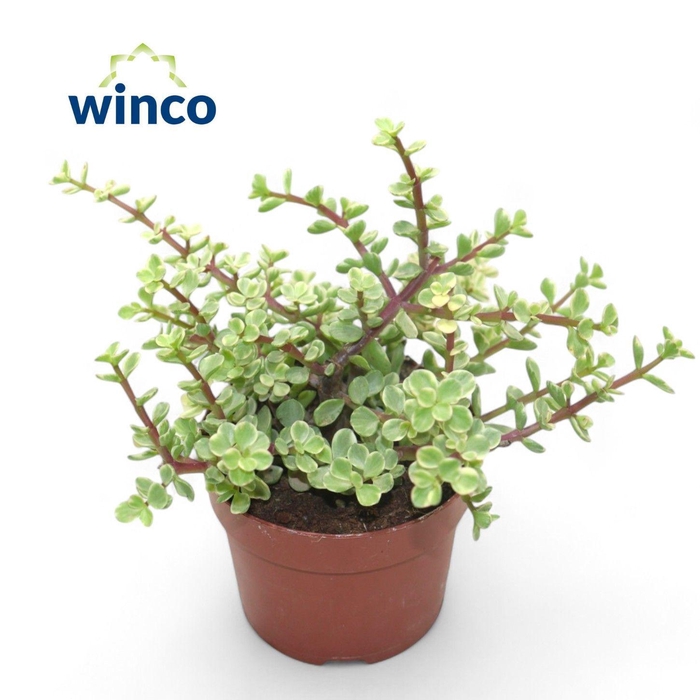 <h4>Crassula Afra Variegata</h4>
