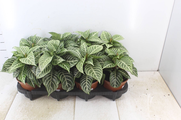 <h4>APHELANDRA COM FLOR P15 COM FLOR</h4>