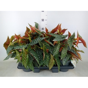 Begonia BD 'Double Dot'