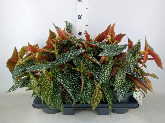 <h4>Begonia BD 'Double Dot'</h4>