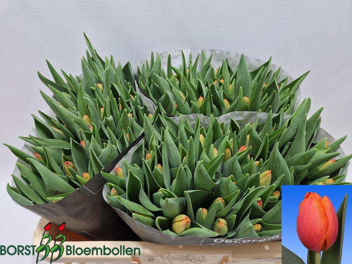 <h4>Tulipa si time out</h4>