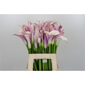 Zantedeschia Eydolls Purple White