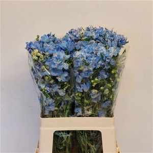 Delph En M Plat Blue