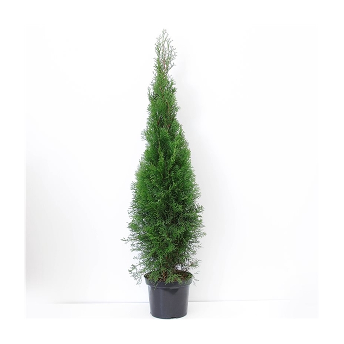 <h4>Thuja occidentalis 'Smaragd' (zonder etiket)</h4>