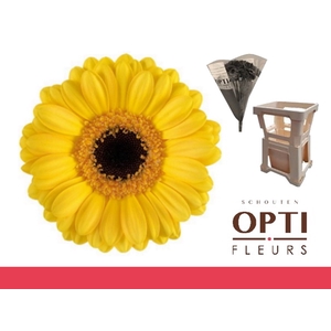 Germini Delmonte Water