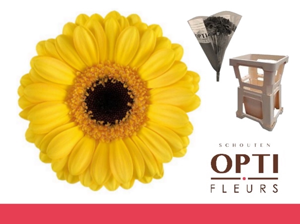 <h4>GE MI DELMONTE-Water hoes</h4>