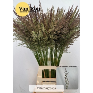 CALAMAGROSTIS BRACHYTRICHA