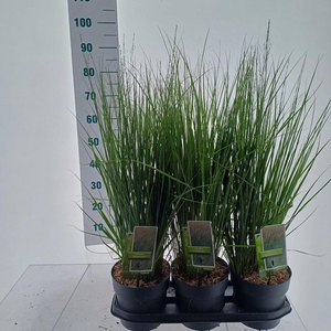Molinia caerulea Heidebraut