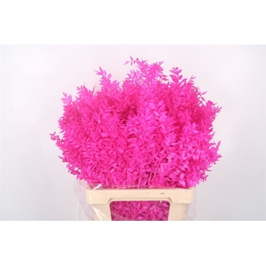 Ruscus. Cerise Per Stem