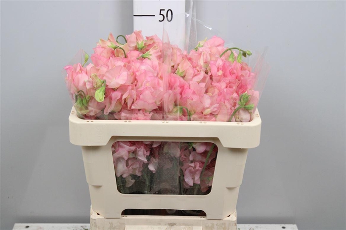 <h4>Lathyr Parfum Salmon</h4>