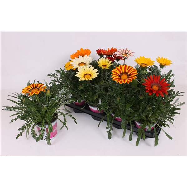 <h4>Gazania Rigens P13 - BigKiss - Mix</h4>