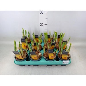 Narcissus (Trumpet Grp) Big Deal