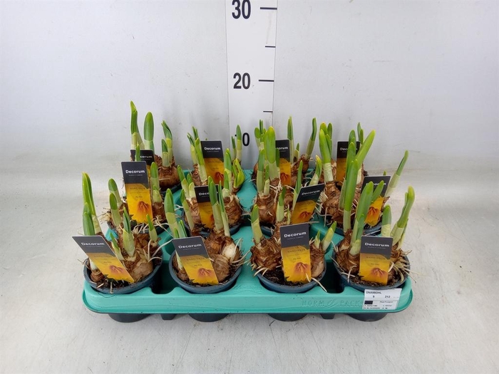 <h4>Narcissus (Trumpet Grp) Big Deal</h4>