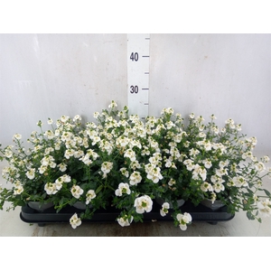Diascia barberae