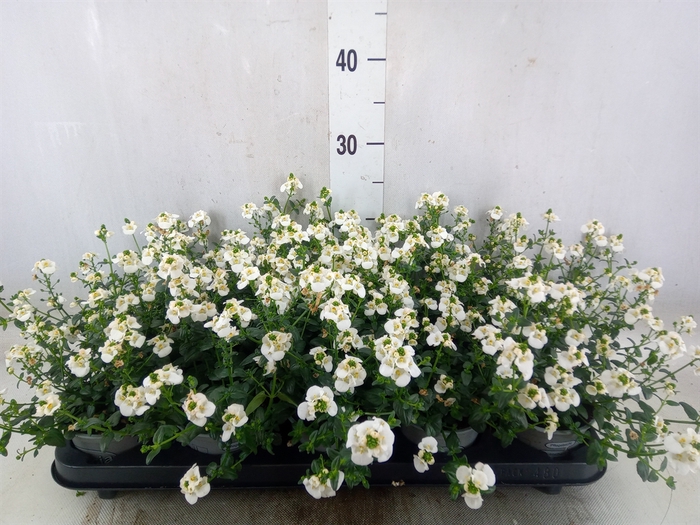 <h4>Diascia barberae</h4>