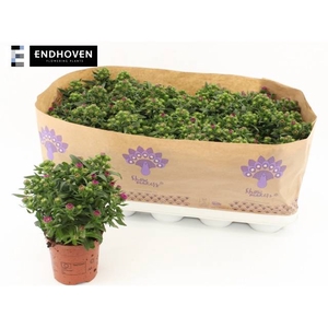ASTER SHOWM MAGENTA