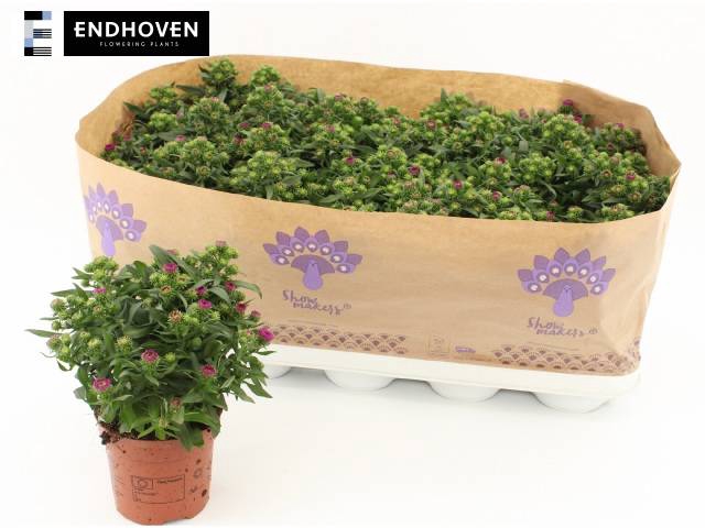 <h4>ASTER SHOWM MAGENTA</h4>