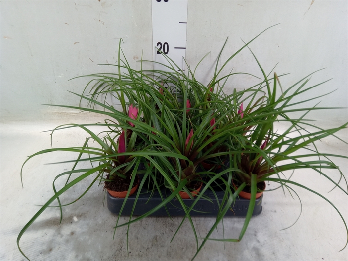 <h4>Tillandsia cyanea</h4>