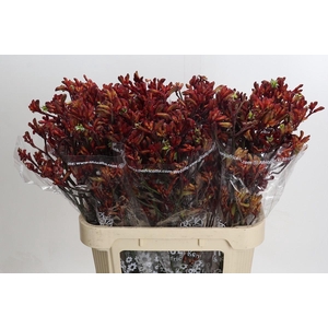 Anigozanthos Skippy Red