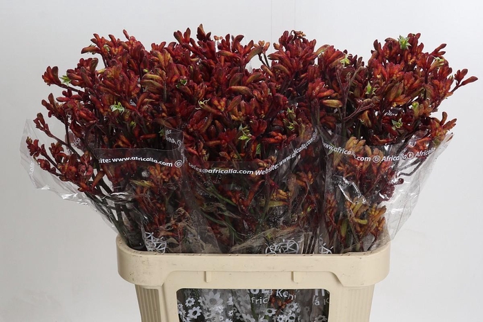 <h4>Anigozanthos Skippy Red</h4>