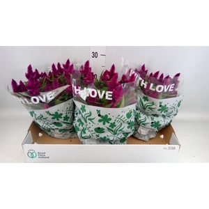 Celosia arg. SP 'Intenz'