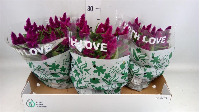 <h4>Celosia arg. SP 'Intenz'</h4>