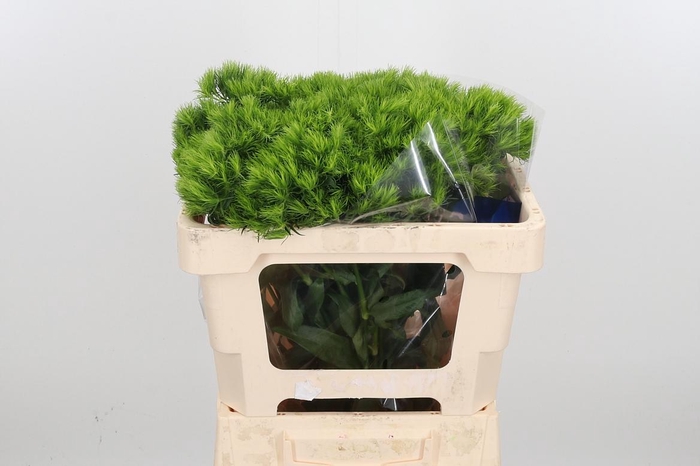 <h4>Di Barb Green Wicky</h4>