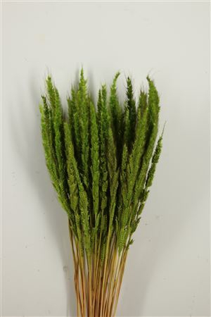 Dried Pinion Grass Green Bunch