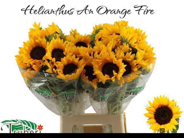 <h4>HELI ORANGE FIRE</h4>