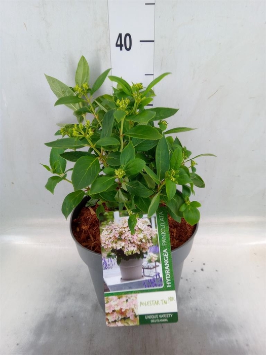 <h4>Hydrangea pan.</h4>