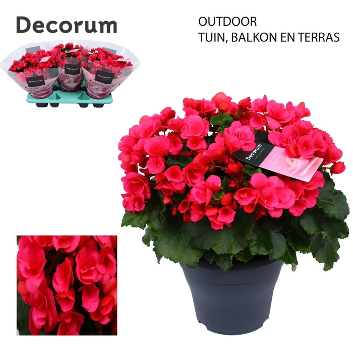<h4>Betulia pink 19 cm outdoor Decorum</h4>