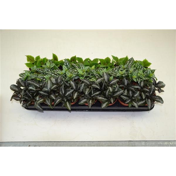 <h4>PILEA GEMENGD</h4>