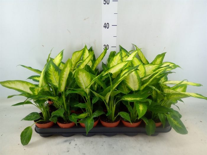 <h4>Dieffenbachia  'Camilla'</h4>