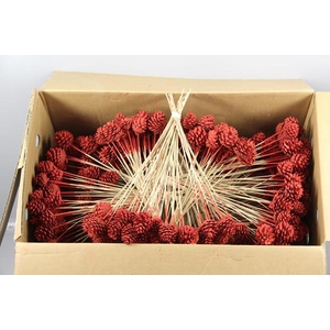 Stick Pine Cone Red