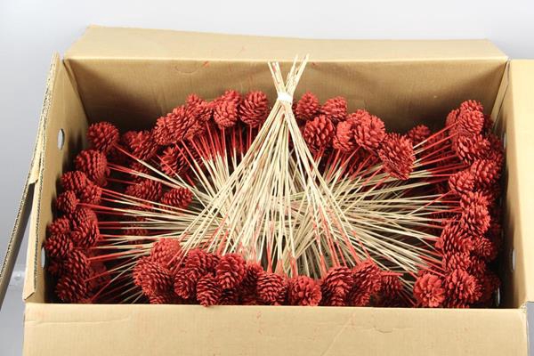 Stick Pine Cone Red