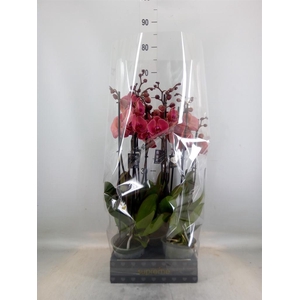 Phalaenopsis   ...orange